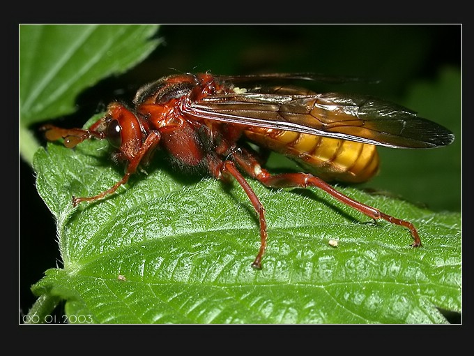 Keulenhornblattwespe  (Cimbex luteus)