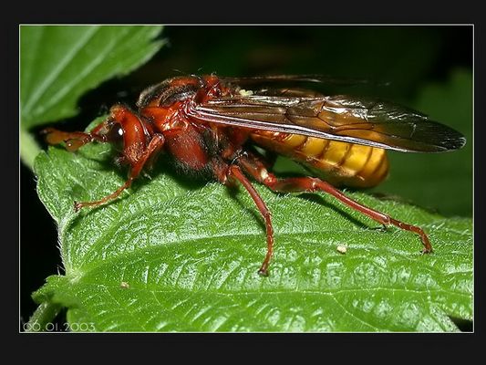 Keulenhornblattwespe  (Cimbex luteus)