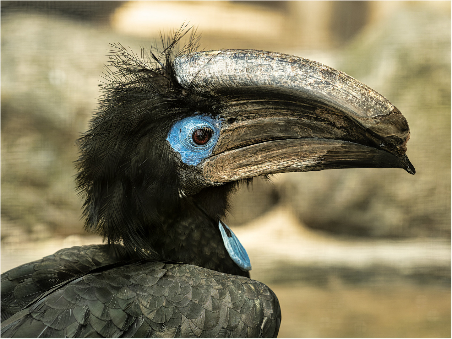 Keulenhornvogel (männlich)