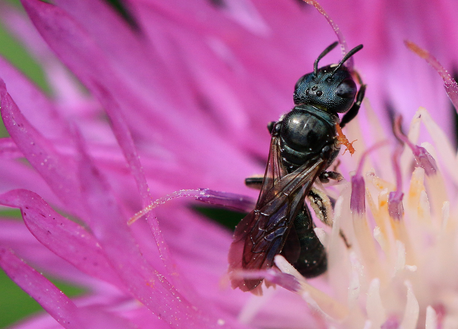 Keulhornbiene (Ceratina  ) mit Parasit