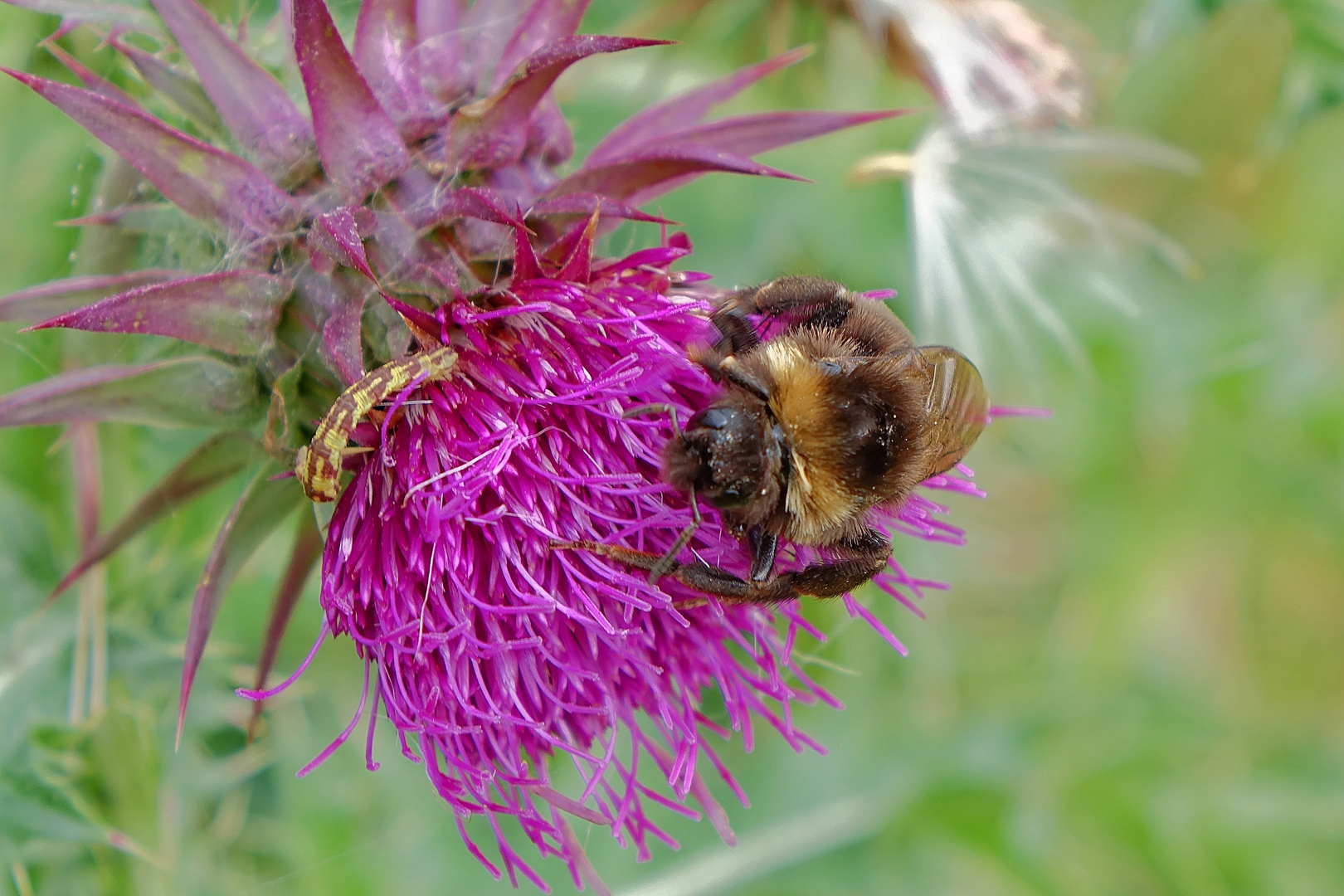 Keusche Schmarotzerhummel