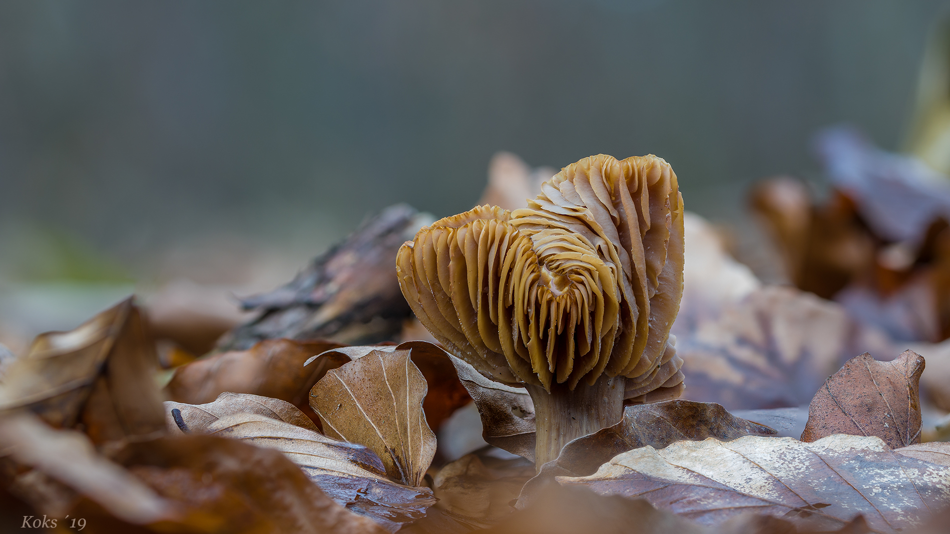 Keuscher Pilz