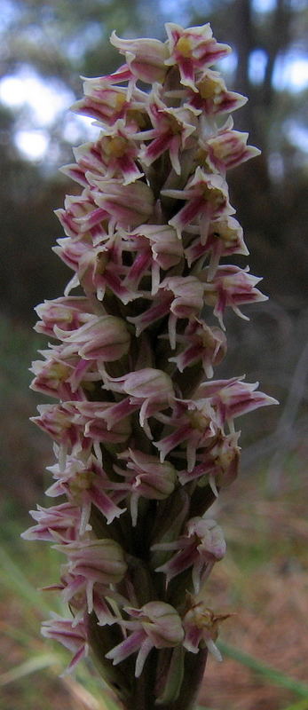 Keuschorchis