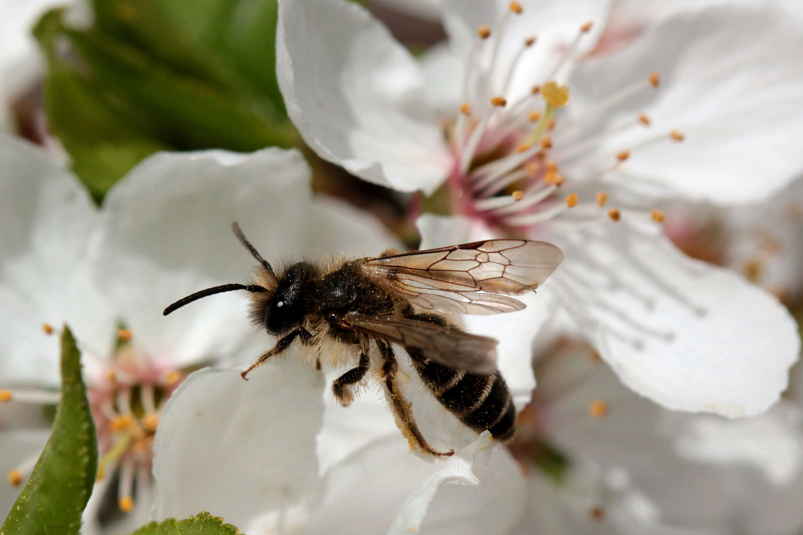 Kevät-Frühling