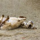 Kevin beim Sandbaden