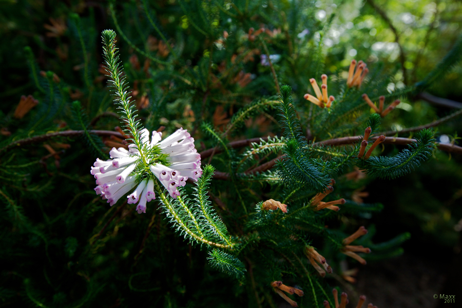 Kew flower