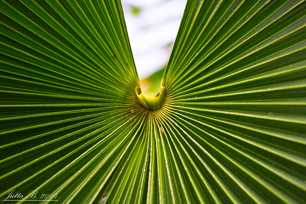 kew gardens