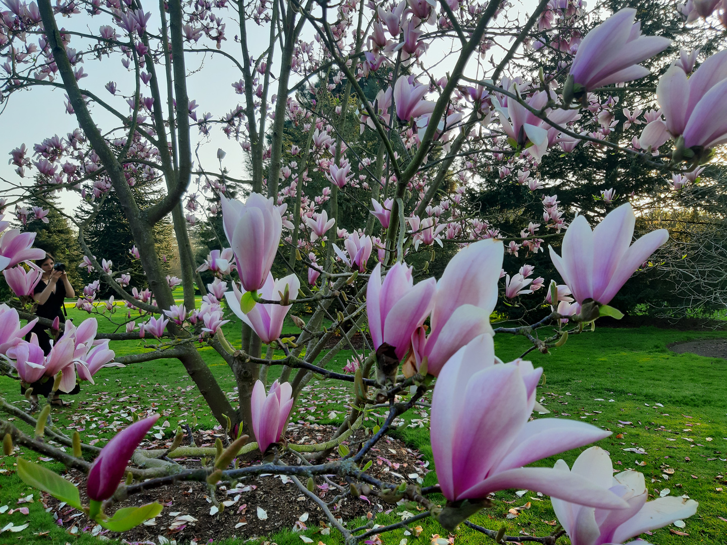 Kew Gardens