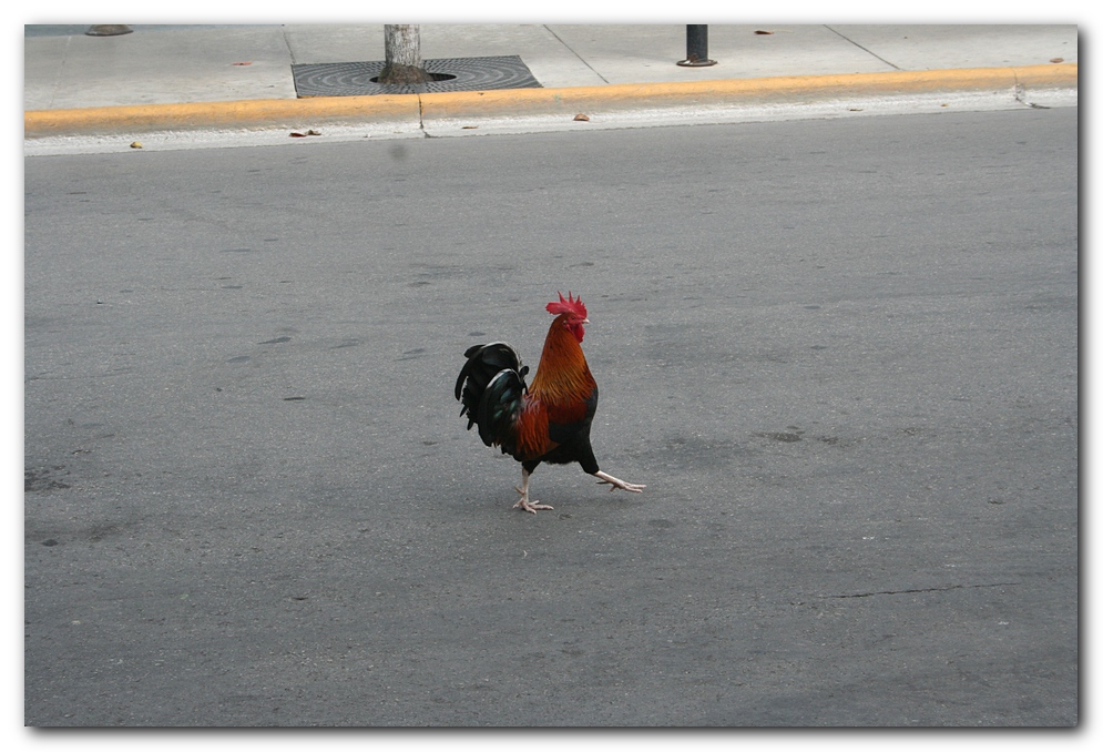 Key West Cock