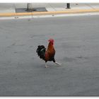 Key West Cock