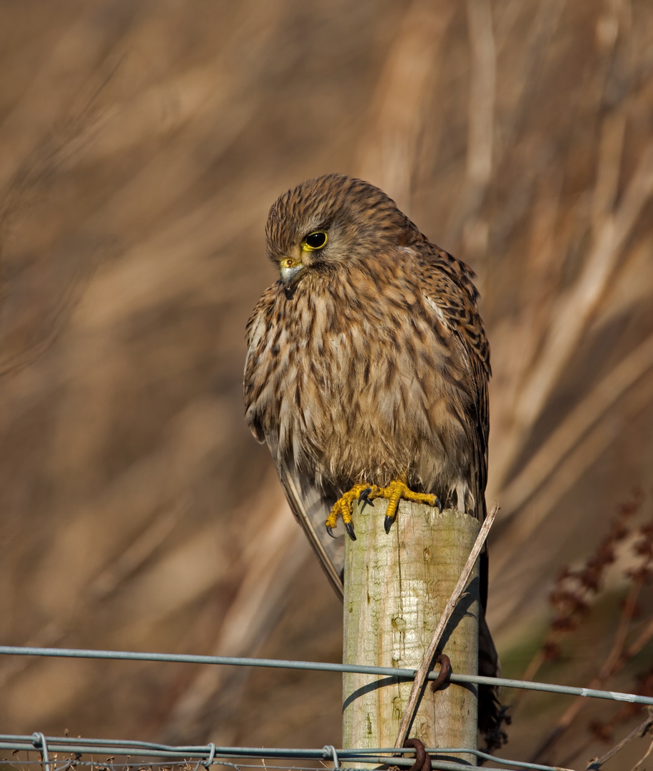 kez on a post