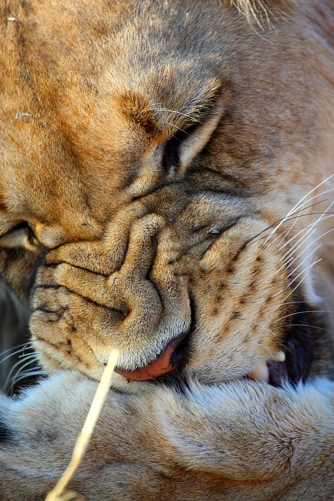 Kgalagadi 2