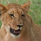 Kgalagadi Kalahari Löwe