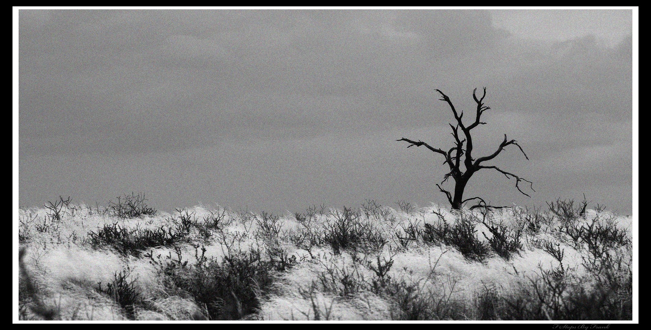 Kgalagadi Landscape