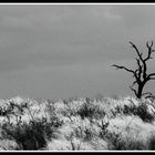 Kgalagadi Landscape