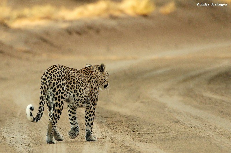 Kgalagadi Leopard