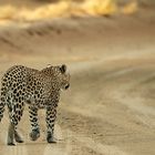 Kgalagadi Leopard