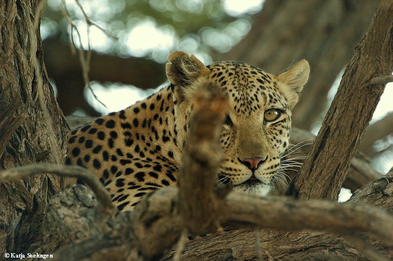 Kgalagadi Leopard ,die Zweite