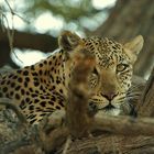 Kgalagadi Leopard ,die Zweite
