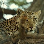 Kgalagadi Leopard ,die Zweite