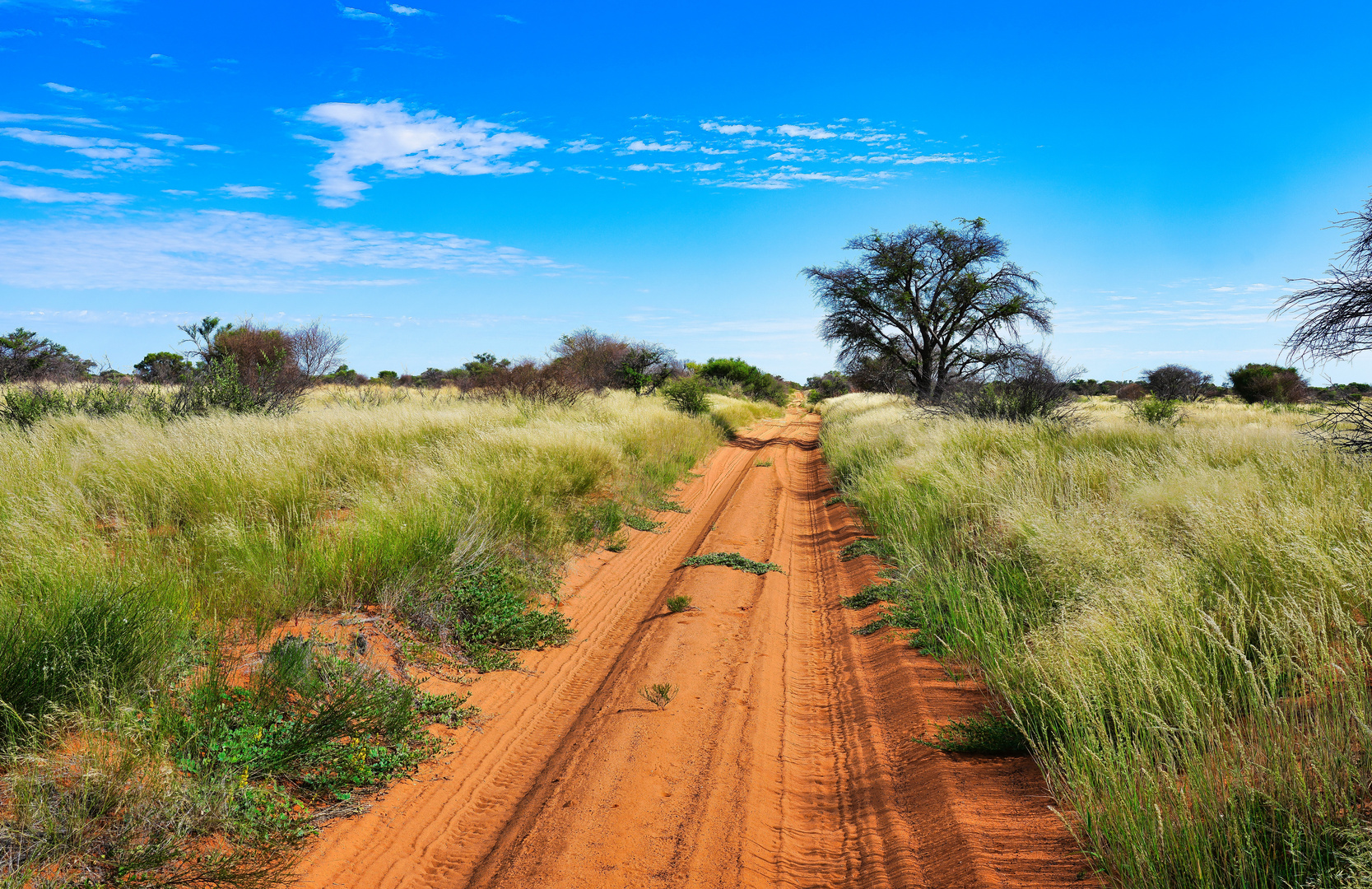 Kgalagadi NP, Botswana - 1