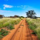 Kgalagadi NP, Botswana - 1