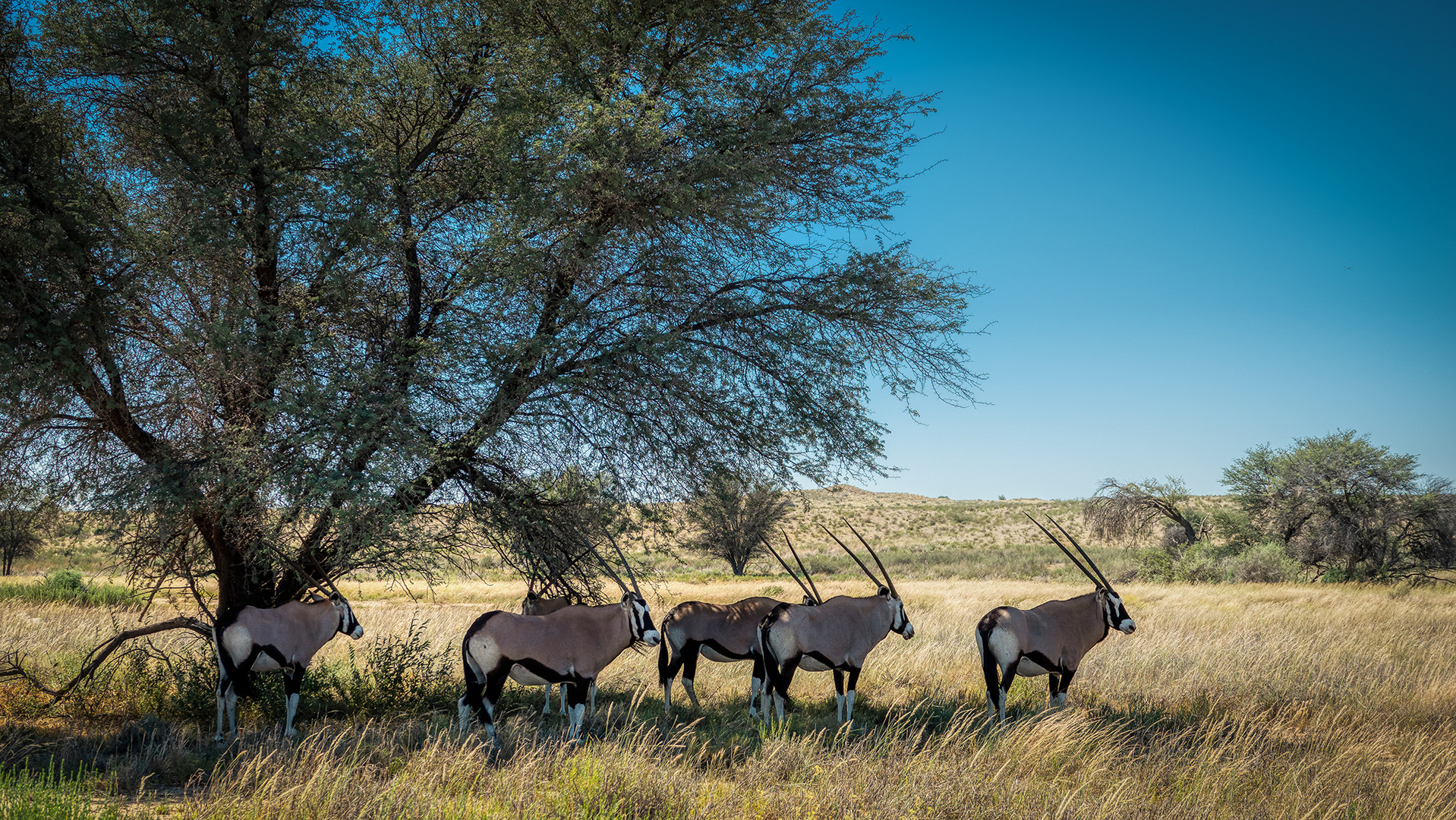 Kgalagadi Transfrontier Park (1) Foto &amp; Bild africa, southern africa