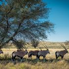 Kgalagadi Transfrontier Park (1)