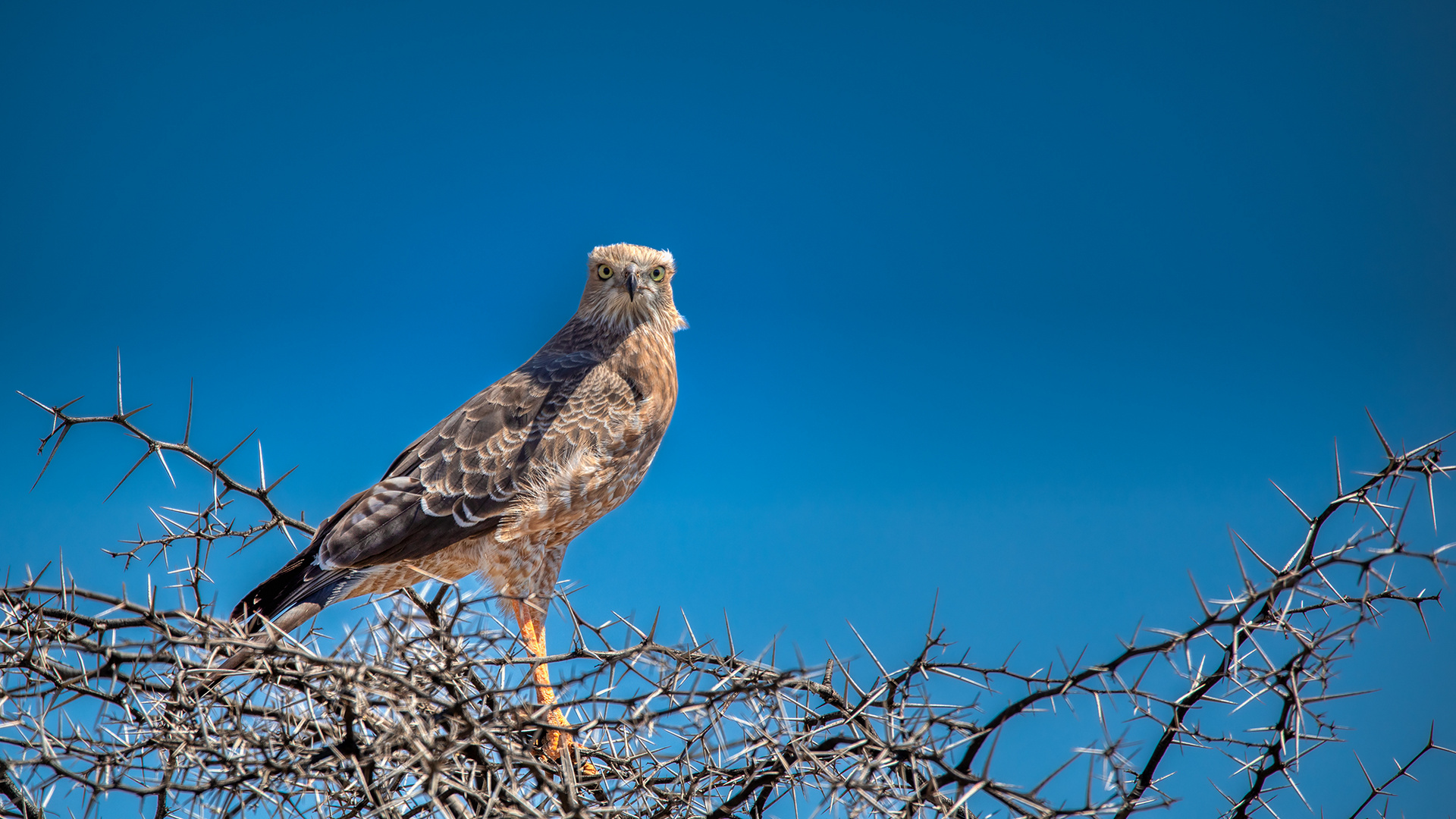 Kgalagadi Transfrontier Park (10)