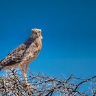 Kgalagadi Transfrontier Park (10)