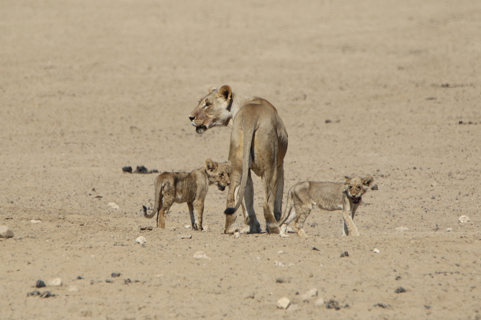 Kgalagadi Transfrontier Park 10