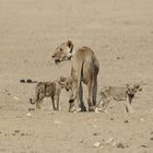 Kgalagadi Transfrontier Park 10