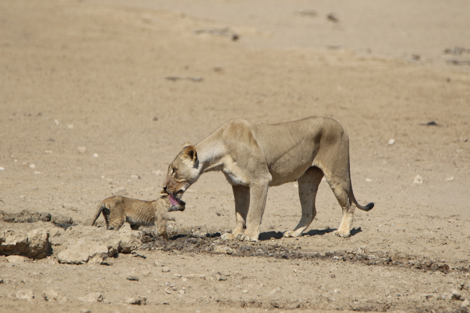 Kgalagadi Transfrontier Park 11