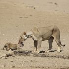 Kgalagadi Transfrontier Park 11