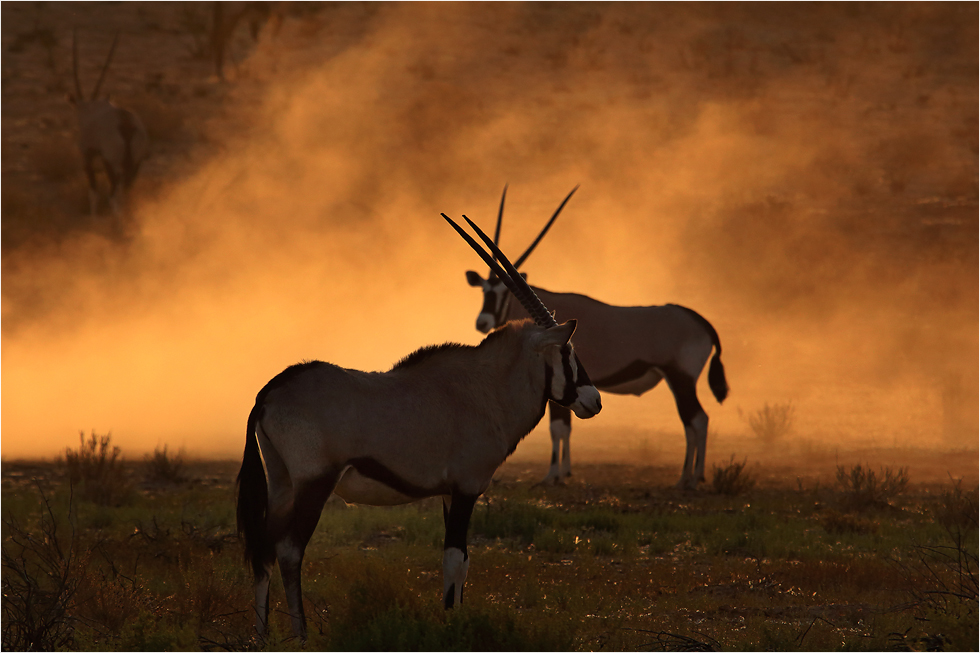 Kgalagadi Transfrontier Park