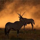 Kgalagadi Transfrontier Park