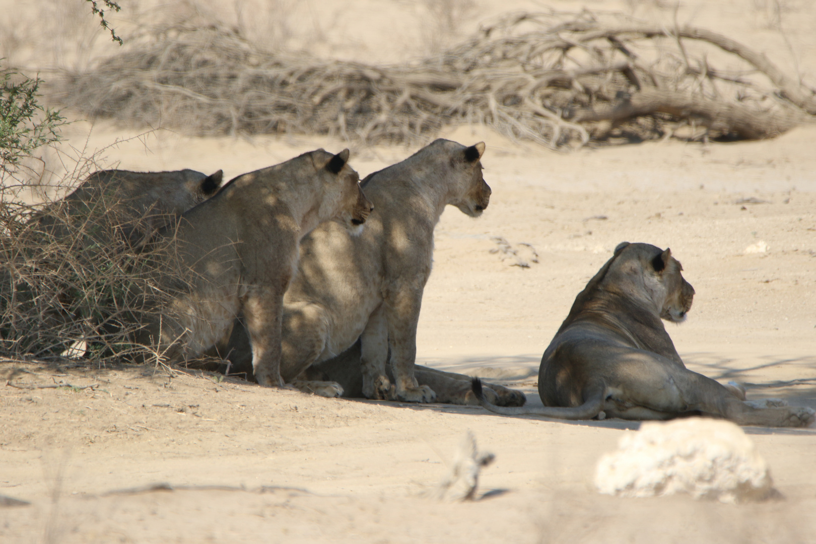 Kgalagadi Transfrontier Park  2