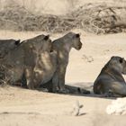 Kgalagadi Transfrontier Park  2