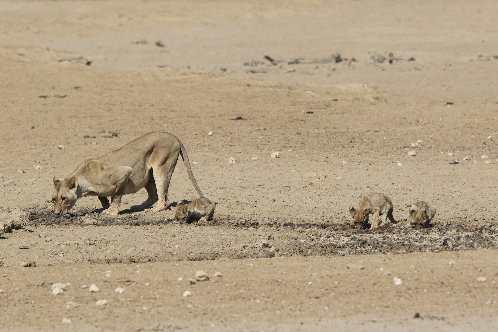 Kgalagadi Transfrontier Park 3