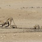 Kgalagadi Transfrontier Park 3