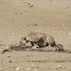 Kgalagadi Transfrontier Park 4