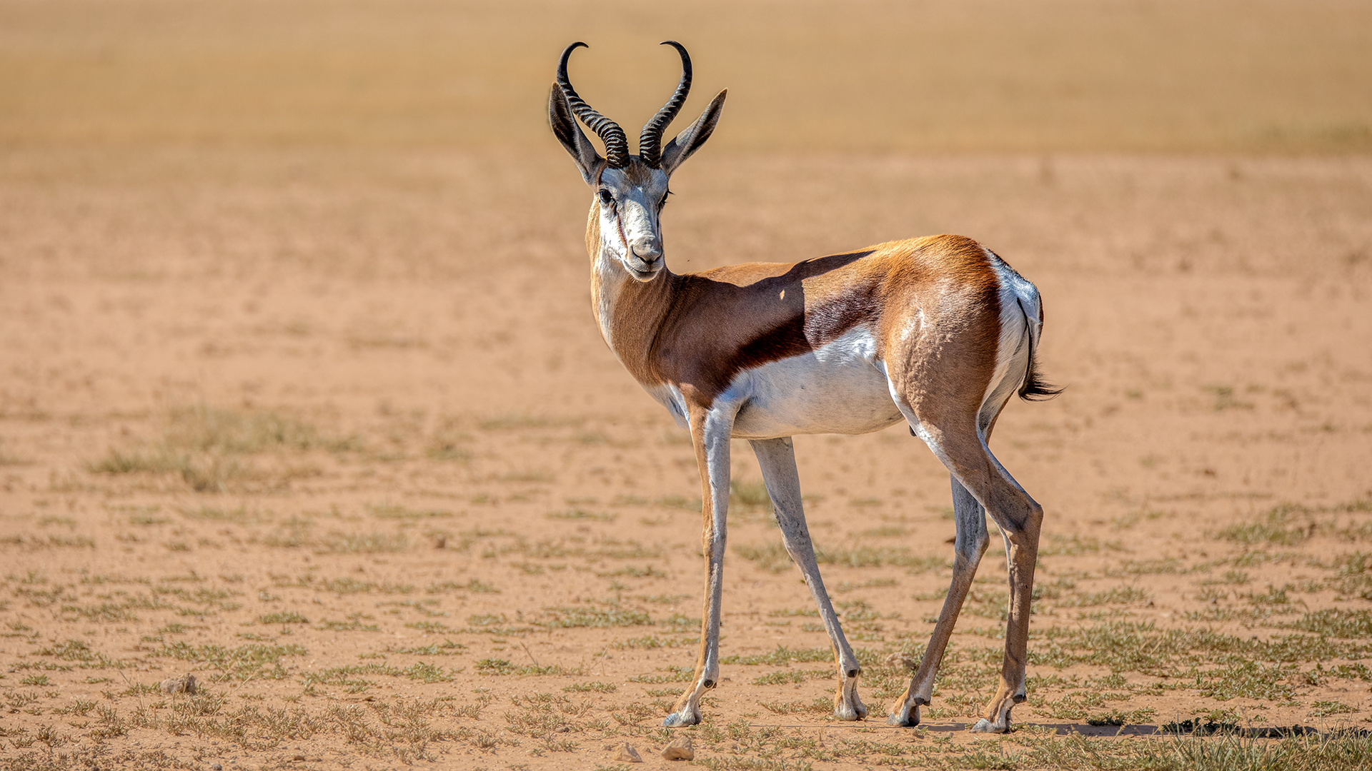 Kgalagadi Transfrontier Park (5)