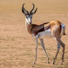 Kgalagadi Transfrontier Park (5)