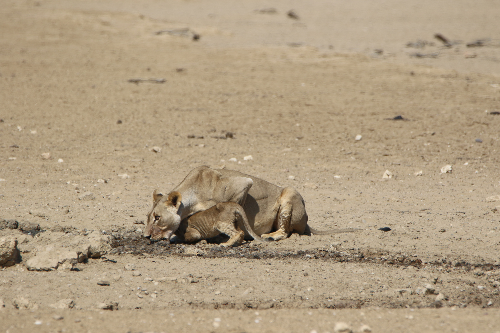 Kgalagadi Transfrontier Park 6