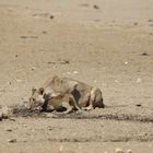 Kgalagadi Transfrontier Park 6