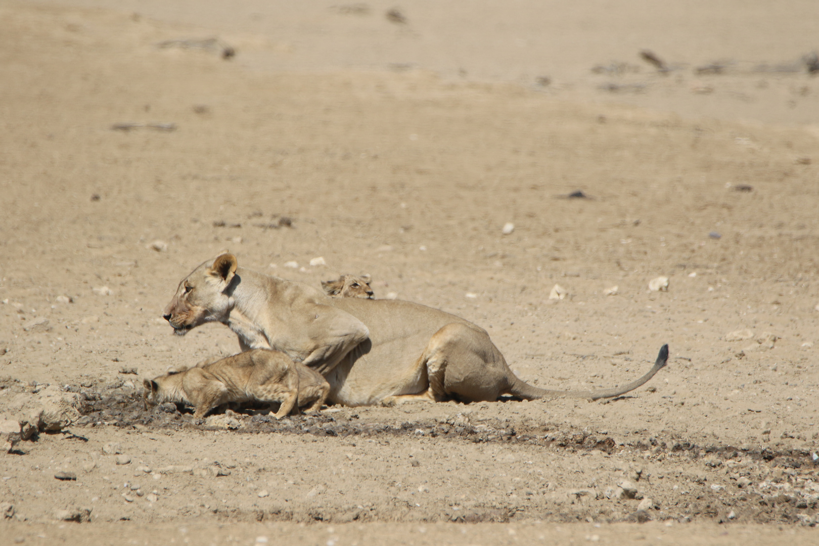 Kgalagadi Transfrontier Park 7