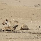 Kgalagadi Transfrontier Park 7