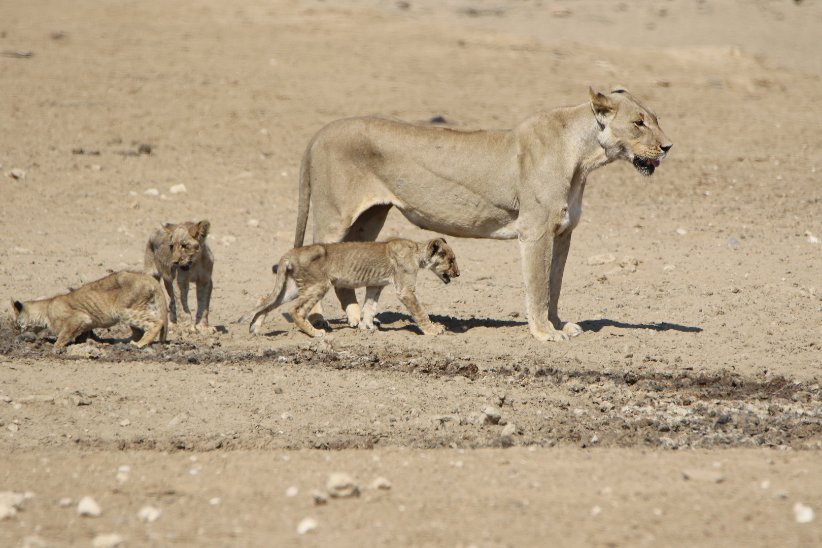 Kgalagadi Transfrontier Park 8