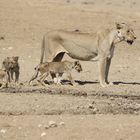 Kgalagadi Transfrontier Park 8