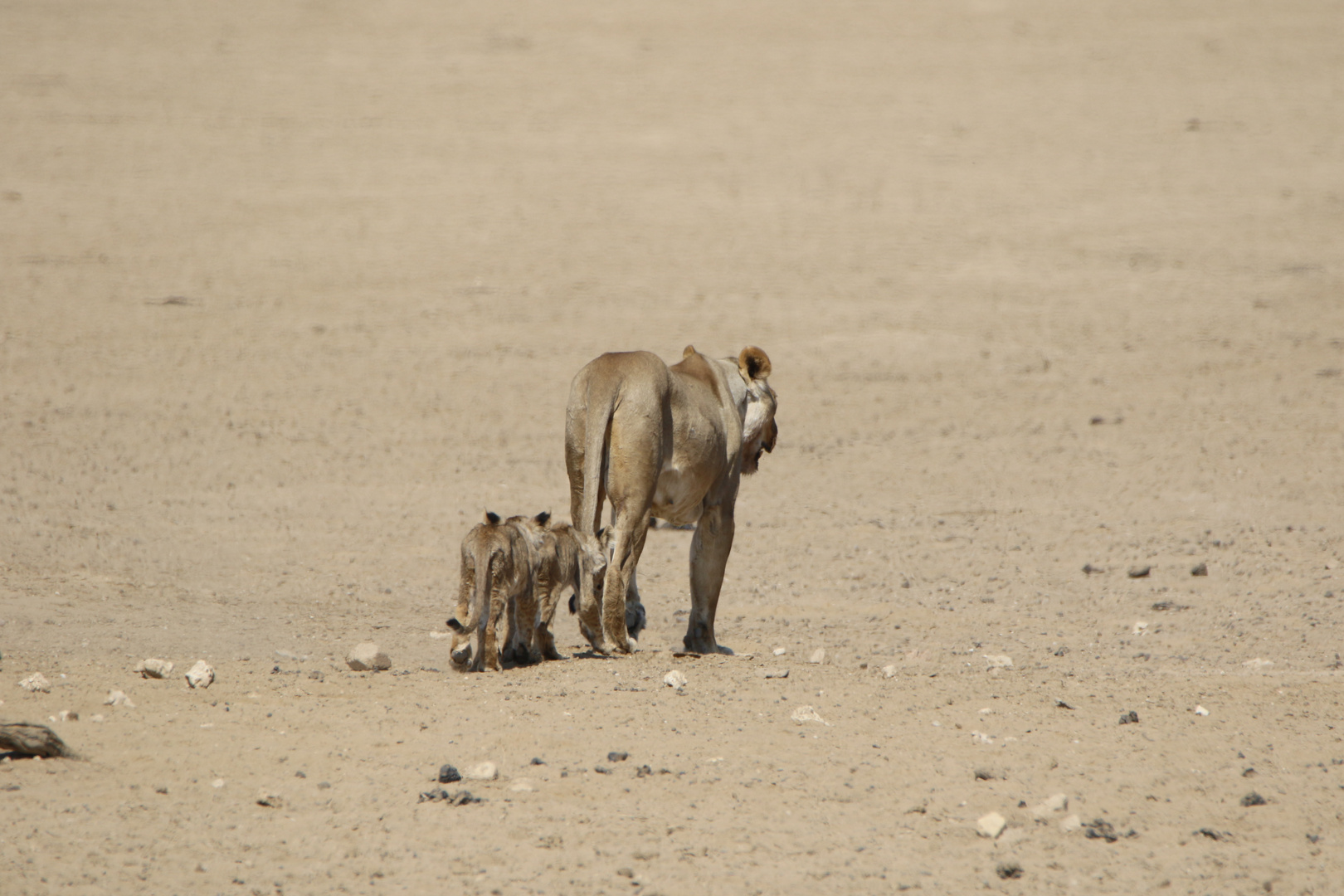 Kgalagadi Transfrontier Park 9